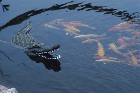 Floating Alligator Decoy